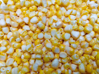 Abundance of Golden and White Corn Kernels