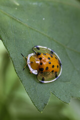 Close up of bright orange and black spotted tortoise beetle showcasing intricate details on vibrant green leaf, evoking sense of wonder and nature beauty