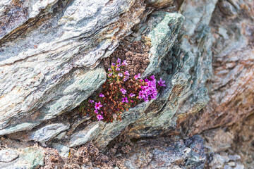 Moss campion or cushion pink (Silene acaulis) in the Swiss Alps
