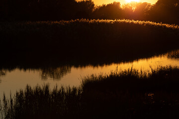 ambiente naturale di palude fluviale al tramonto, con sagome scure della vegetazione in controluce, mentre la luce del sole colora di arancione l'acqua e il cielo sereno e azzurro 