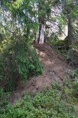 Anthill on tree in forest with needles and natural architecture