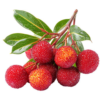 Chinese bayberry Yumberry