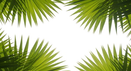 Obraz premium Green palm leaves frame a white background with copy space