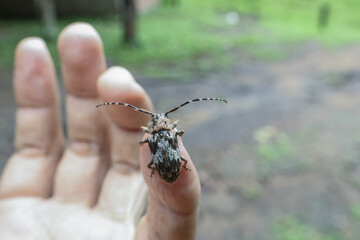 Close up view of large beetle with intricate patterns on its back rests on person fingertip, evoking sense of wonder and fascination with nature