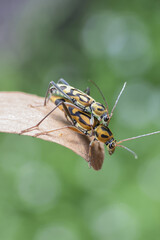 Two beetle insects on leaf, conveying intimacy and nature cycle