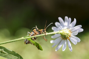 Insect clings precariously to flower stem, its body angled towards delicate white bloom, evoking sense of delicate struggle and natural beauty
