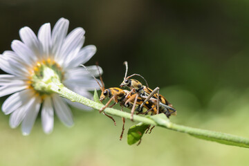 Two insects are in process of mating on flower stem, natural scene of reproduction and connection, conveying intimacy and continuation of life in nature