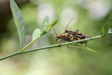Two beetle insects are mating on green plant stem, showcasing nature reproductive cycle with sense...