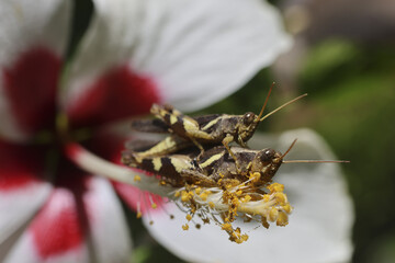 Two grasshoppers mating hibiscus flower, showing moment of nature reproduction and delicate interaction. bright red and white petals provide vibrant backdrop for insects engaged this intimate act