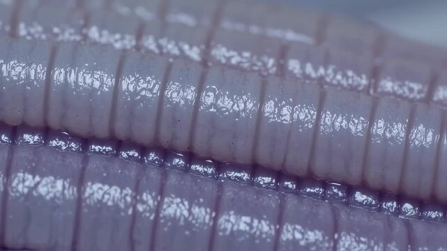 Macro image of a segmented, glistening, light-colored biological structure