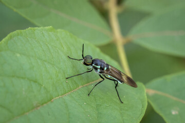 Black and white insect with prominent eyes sits on vibrant green leaf, showcasing nature intricate details and creating feeling of peaceful observation in wild