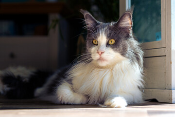 Blau Wei&szlig;e Maine Coon Katze liegend in einem Zimmer.
