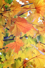 Red and yellow maple leaves on a tree outdoors