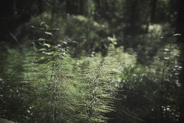 Horsetail in sunlight, delicate plant structure in the forest
