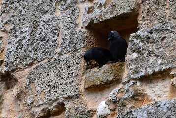 Two black birds stand next to each other in a hole in a pale stone wall. One is looking down, and the other is seen in profile. The back of their heads are grey flecked with white. 