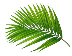 Obraz premium Bright green palm frond with detailed leaf structure, isolated on black