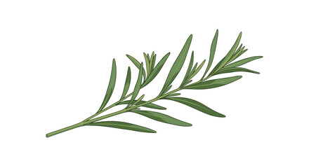 Fototapeta premium A close up of a sprig of rosemary on a white background with a few small leaves.