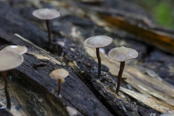 Tiny delicate fungi sprout from weathered wood, evoking sense of fragile beauty and quiet resilience of nature. soft light illuminates these miniature wonders, hinting at hidden ecosystems