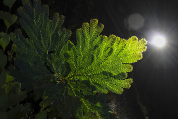Lush green fern leaf illuminated by moonlight, evoking sense of mystery and tranquility. intricate...