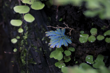 Close up of vibrant blue fern unfurling amidst lush green foliage and dark, moist earth, evoking sense of hidden wonder and delicate natural beauty