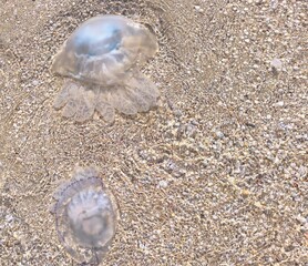 Two jellyfish Rhizostomeae on the beach