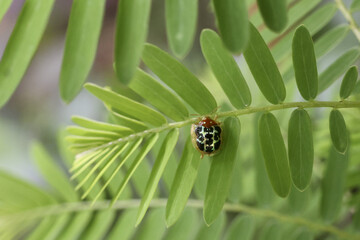 Spotted ladybug rests on vibrant green leaf, exhibiting calm and serene presence in nature embrace