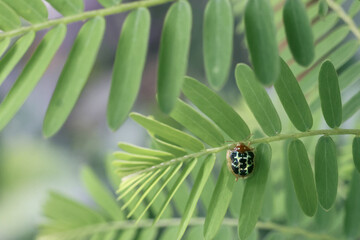 Tiny ladybug rests vibrant green leaf, showcasing its intricate black and white spotted pattern with sense of calm. natural light illuminates delicate details of this small creature against softly