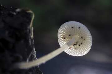 Delicate white mushroom glows with ethereal beauty against dark forest backdrop, its translucent cap revealing intricate gills. This enchanting fungi, illuminated by unseen light, evokes sense