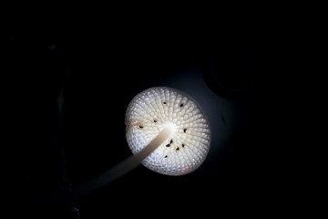 Mushrooms glow in darkness, emitting an ethereal light captivating display of nature luminescence...