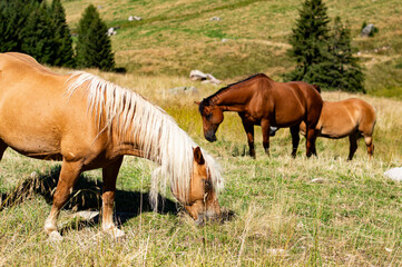 Horses feeding in the field in the mountains