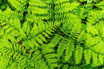 Fern in Bialowieza Forest in Poland