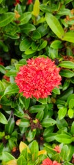 Fototapeta premium Blooming red flower botanical garden nature photography lush greenery close-up floral beauty