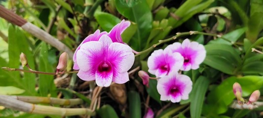 Naklejka premium Vibrant orchid blossoms in lush garden setting macro photography tropical environment nature's beauty
