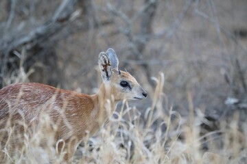 Steenbok antelope in dry grassland habitat, Kruger National Park, South Africa.