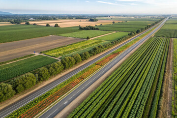 Road Through Vegetable Field