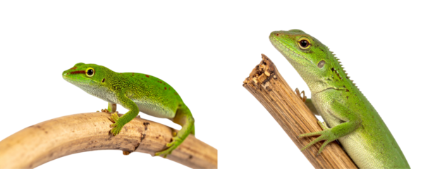 Set of Green Lizard on Branch