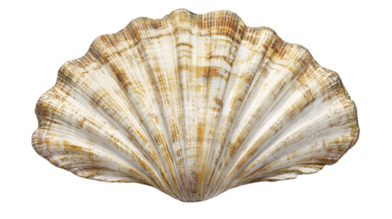 white seashell isolated on white background