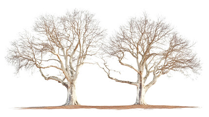 Striking sycamore trees standing tall with bare branches in winter, perfect for nature enthusiasts and landscape designs, a peaceful outdoor scene,isolated on white background.