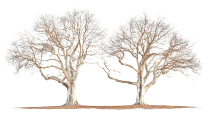 Striking sycamore trees standing tall with bare branches in winter, perfect for nature enthusiasts and landscape designs, a peaceful outdoor scene,isolated on white background.