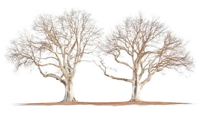 Striking sycamore trees standing tall with bare branches in winter, perfect for nature enthusiasts and landscape designs, a peaceful outdoor scene,isolated on white background.