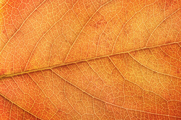 macrophotography of the texture of an orange, autumn leaf