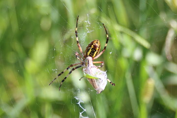 夏の緑に潜み、バッタを待つ蜘蛛の戦術