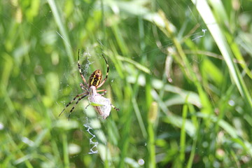 蜘蛛の巣にかかったバッタと捕食する蜘蛛