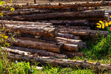 Old dry logs lying on the grass