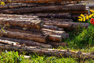 Old dry logs lying on the grass