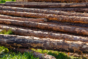 Old dry logs lying on the grass