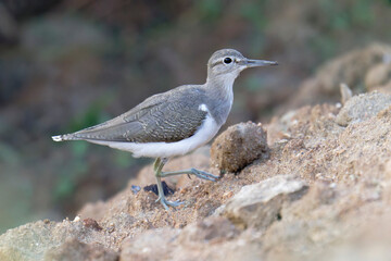 Brown Wading Bird Exploring Sandy Shore