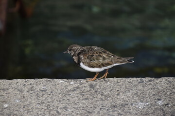 Arenaria interpres, rola do mar asia, europa, america, australia, migrat&oacute;ria