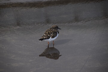Arenaria interpres, rola do mar asia, europa, america, australia, migratória