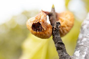 Close-up of a dried fig hanging on a tree branch under sunlight. Natural organic fruit background, Mediterranean harvest and healthy lifestyle concept.